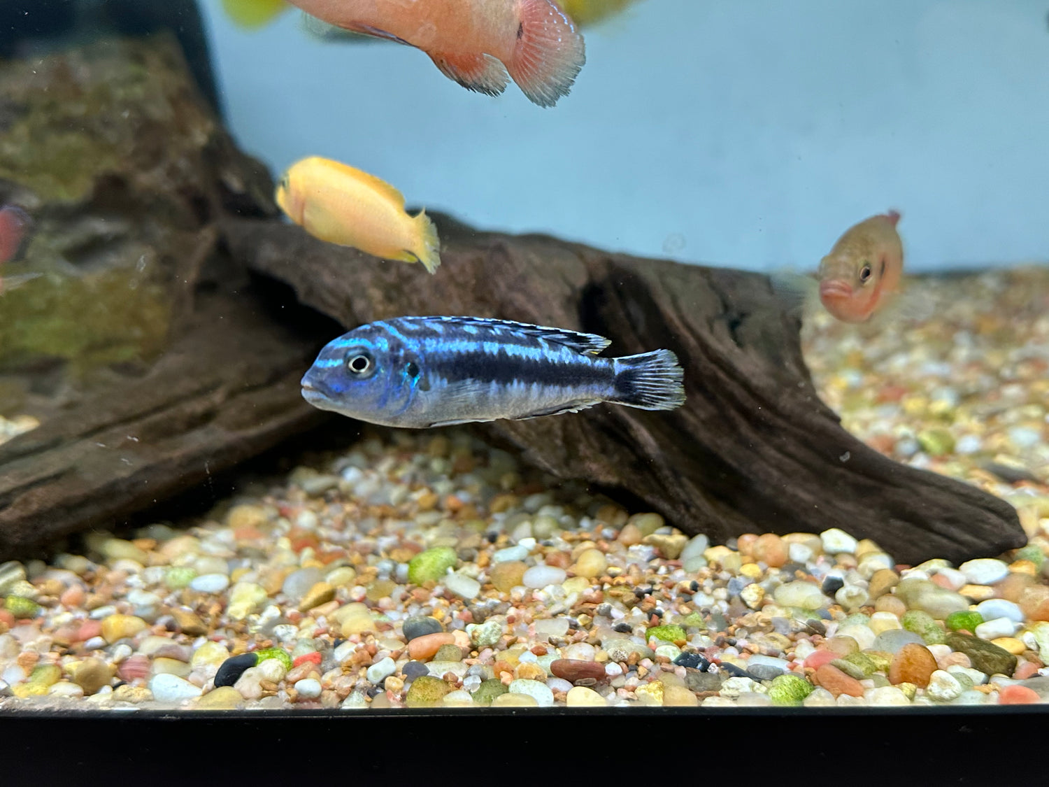 Assorted Mbuna Cichlid (2”+)