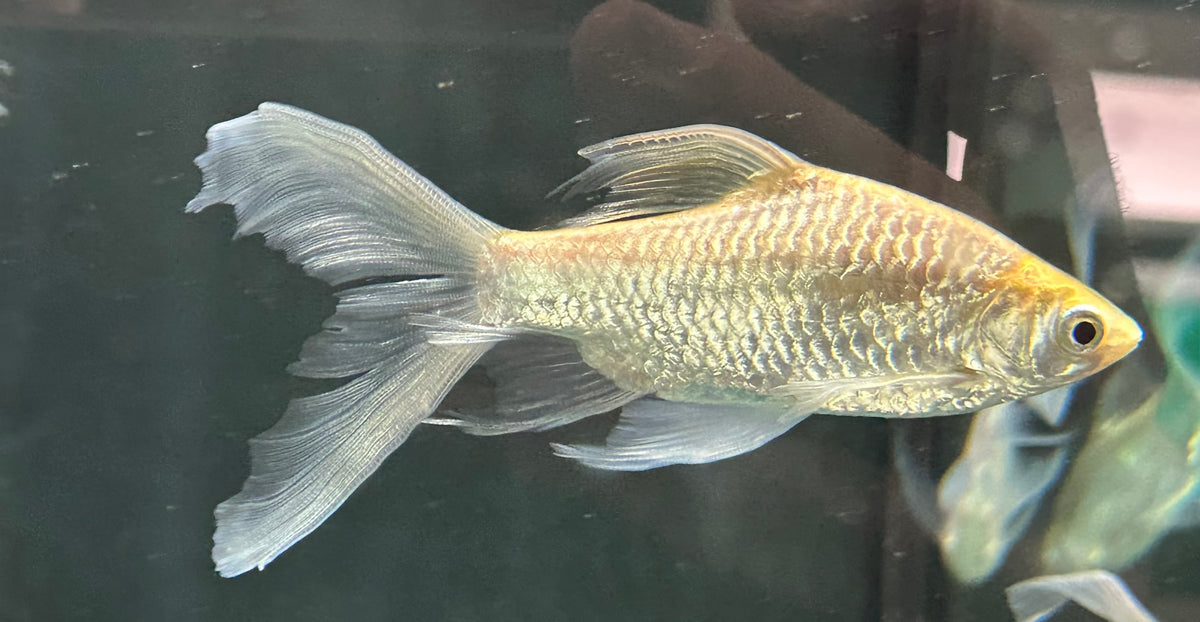 Longfin Silver Barb (6-7”)