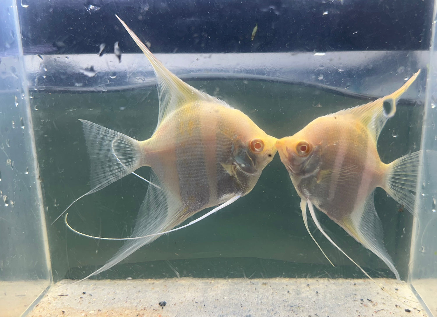 Large Albino Dantum Angel (3.5”+)