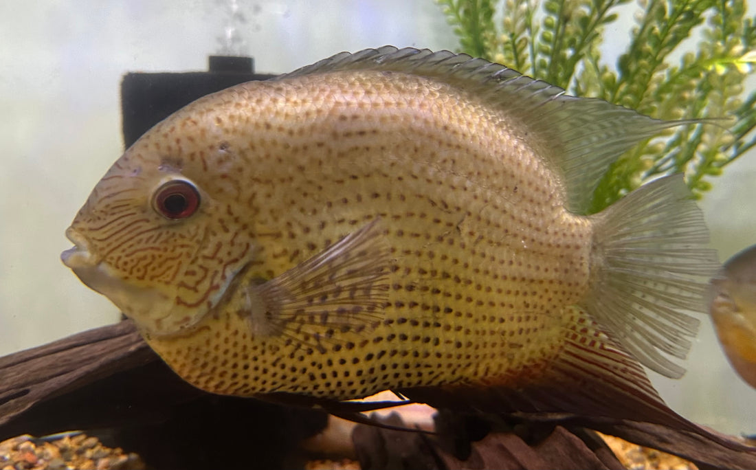 Jumbo Notatus Severum (8”+)