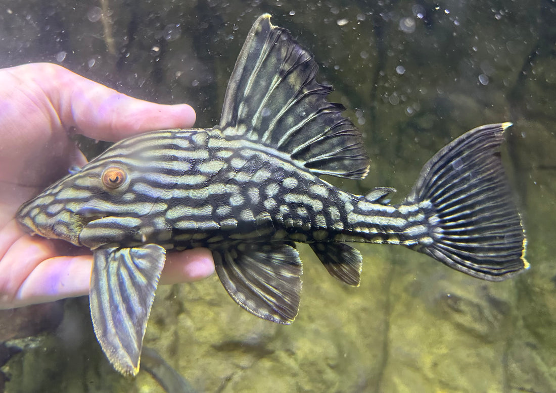 LARGE L330 1/2 Spotted Watermelon Pleco (8”)
