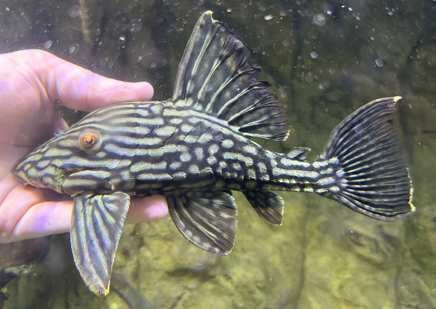 LARGE L330 1/2 Spotted Watermelon Pleco (8”)