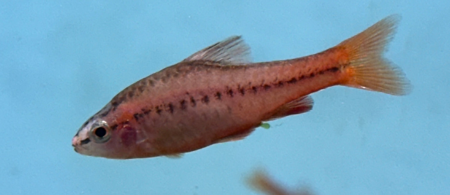Cherry Barb (1.5”)