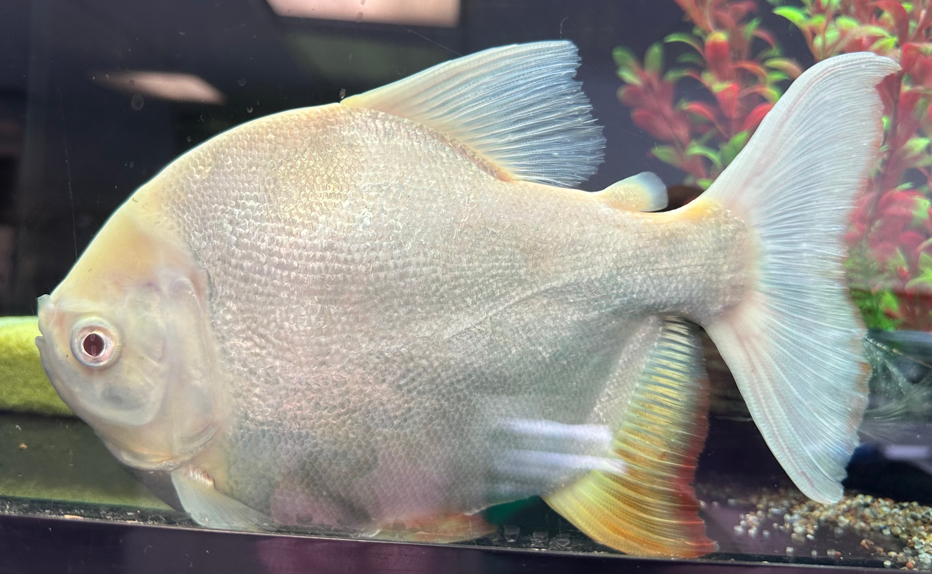 LARGE Shortbody Albino Pacu (9-10”)