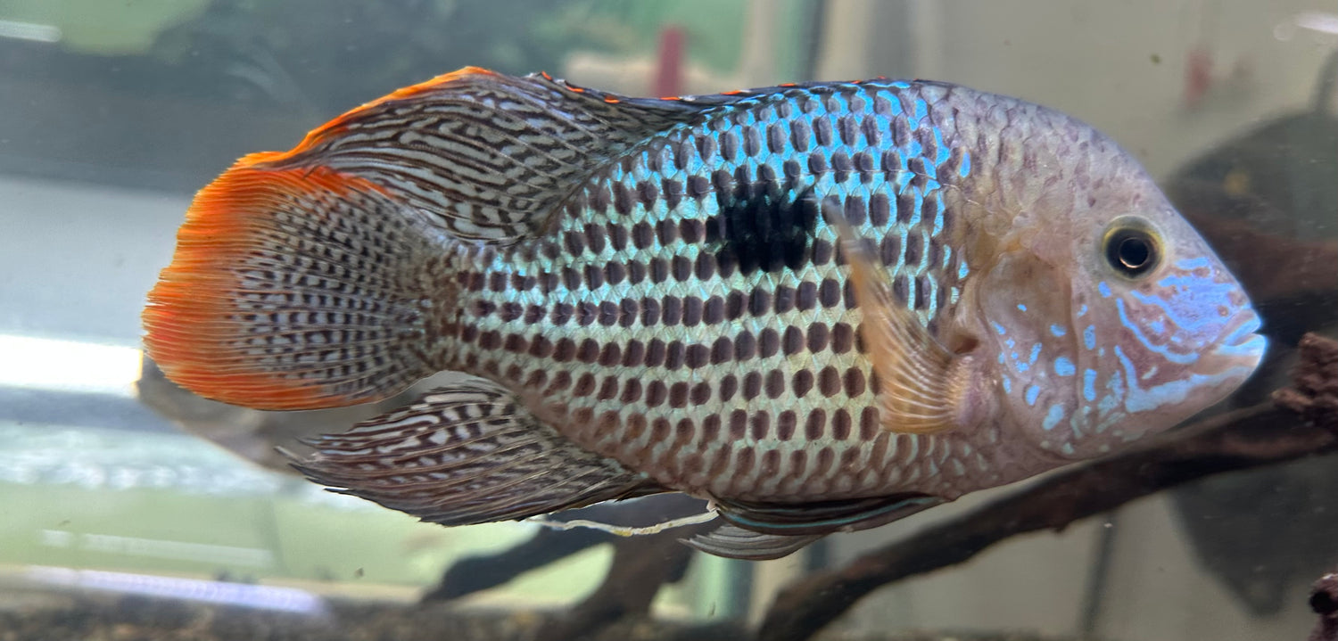 XL Green Terror Cichlid (6.5-7”)