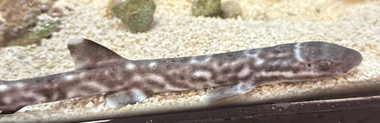Lizard Coral Cat Shark (7”)