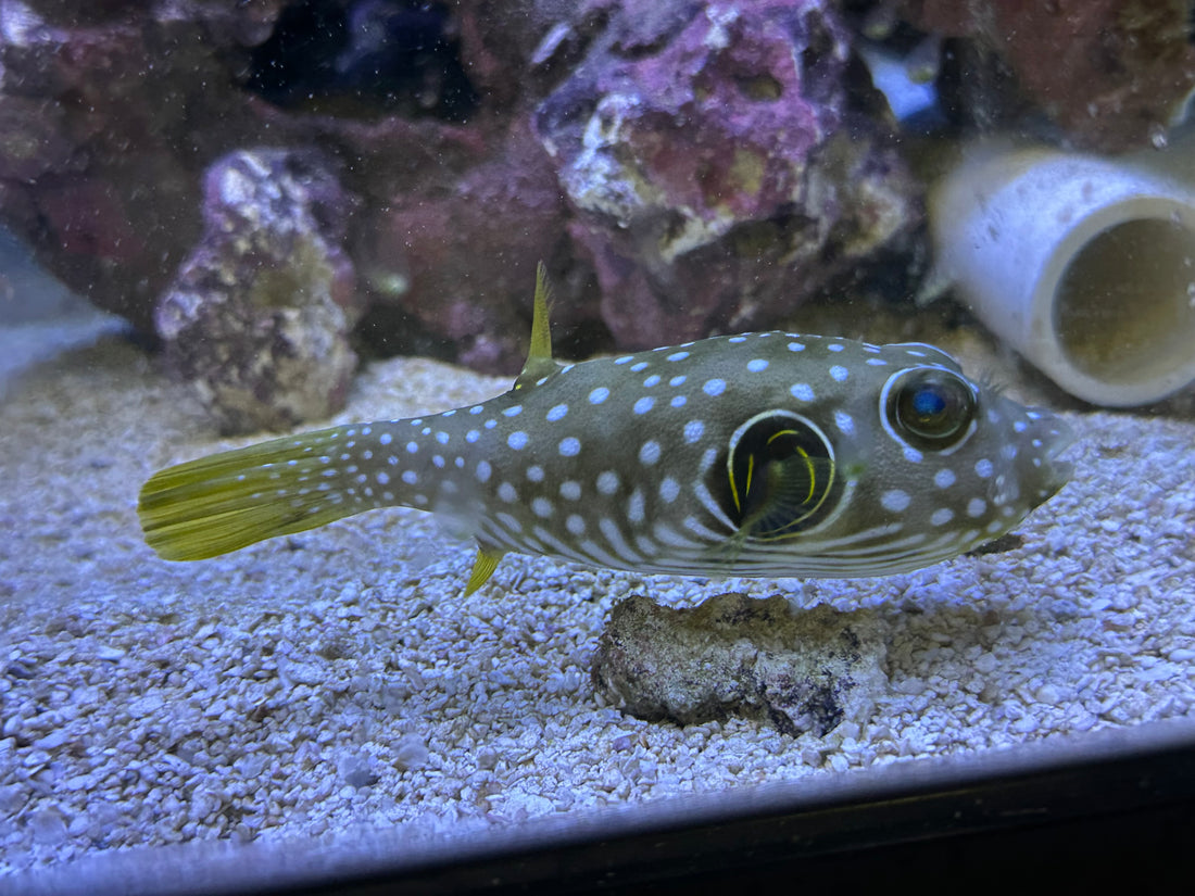 Stars and Stripes Puffer (4.5-5”)