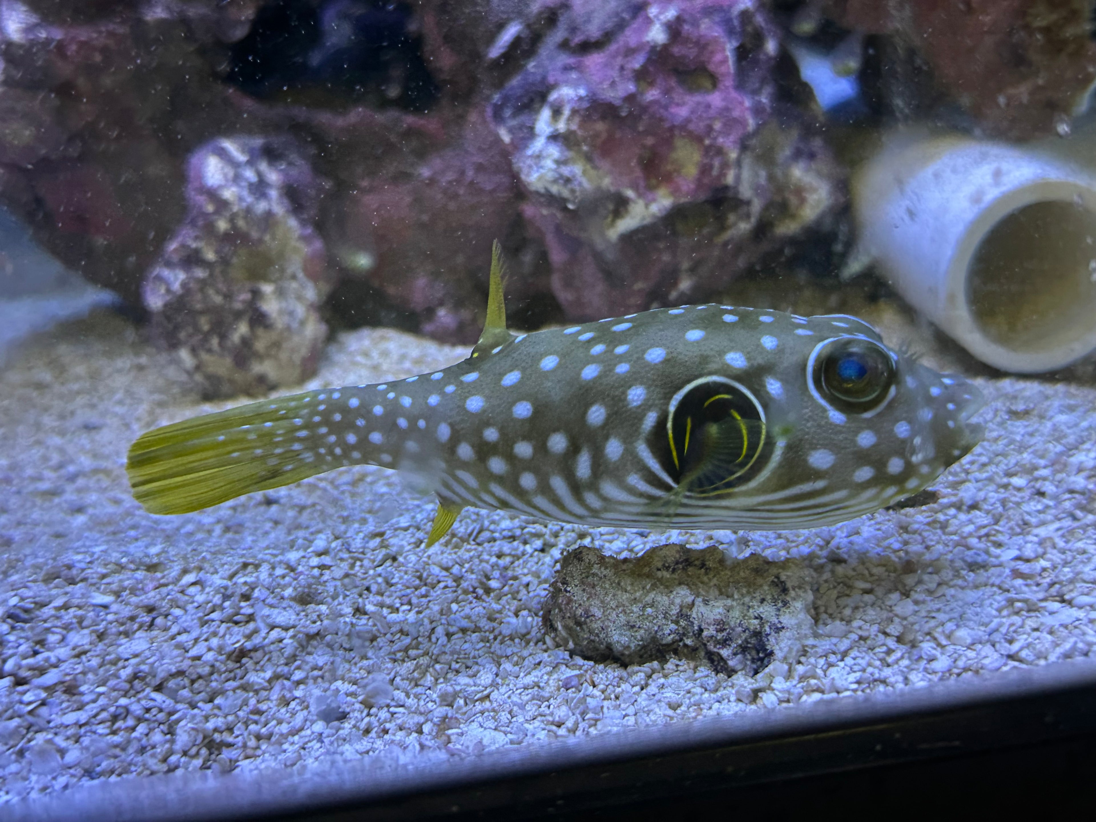 Stars and Stripes Puffer (4.5-5”)
