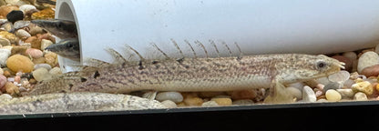 Delhezi Polypterus (3”)