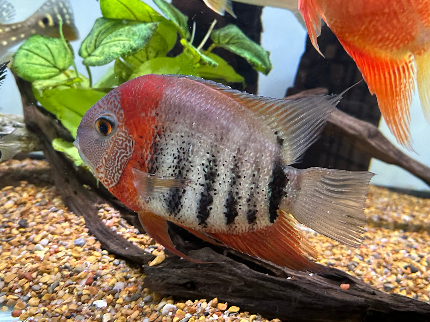 XL Tiger Severum (6-7”)