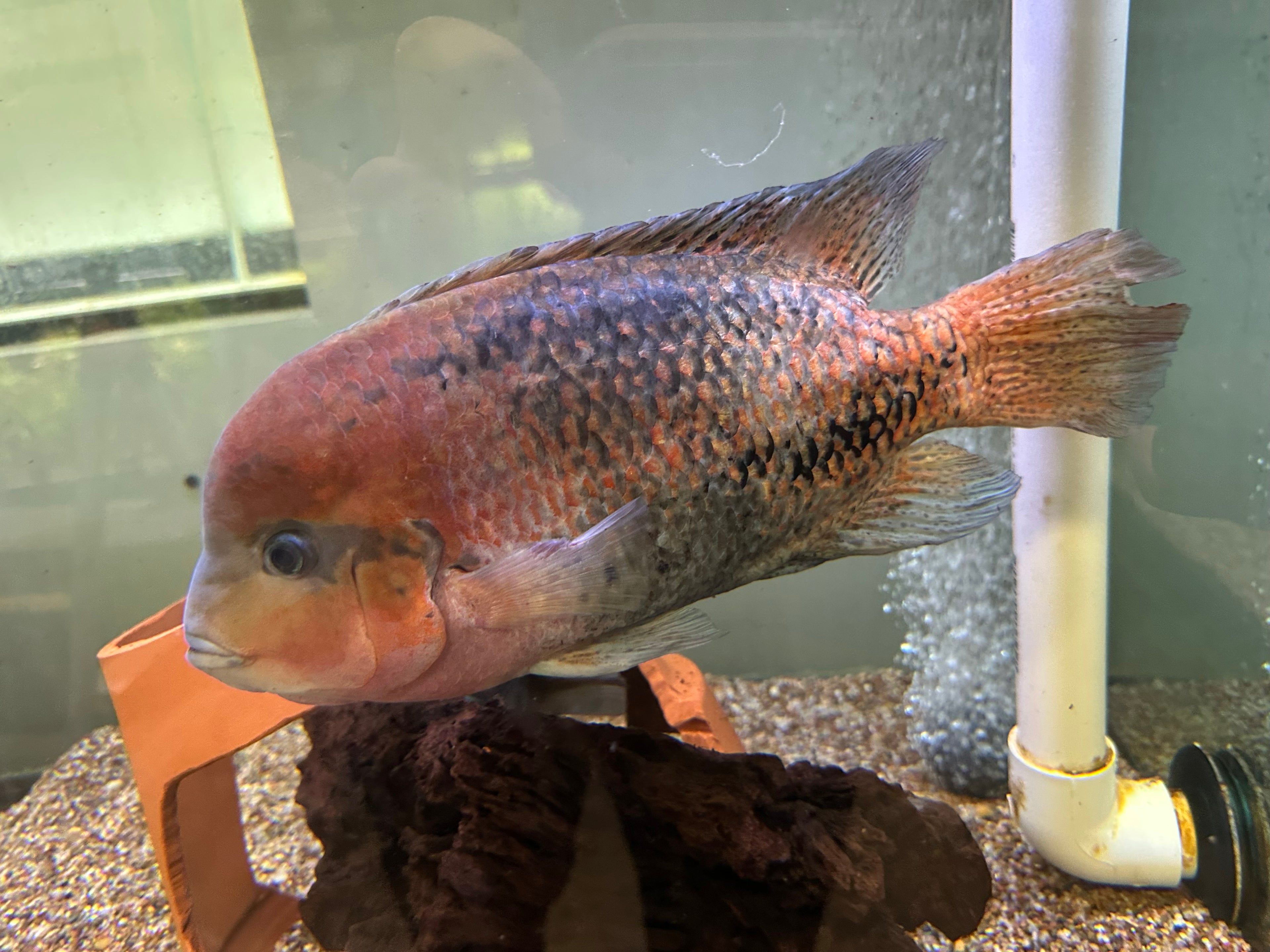 Jumbo Melanurus Vieja Cichlid (10”+)