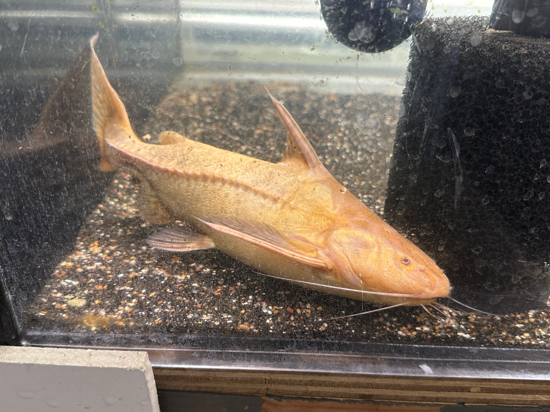 LARGE Albino Granulosus Catfish (9-10”)