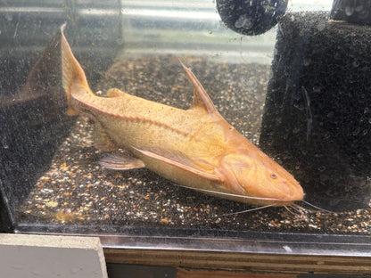 LARGE Albino Granulosus Catfish (9-10”)