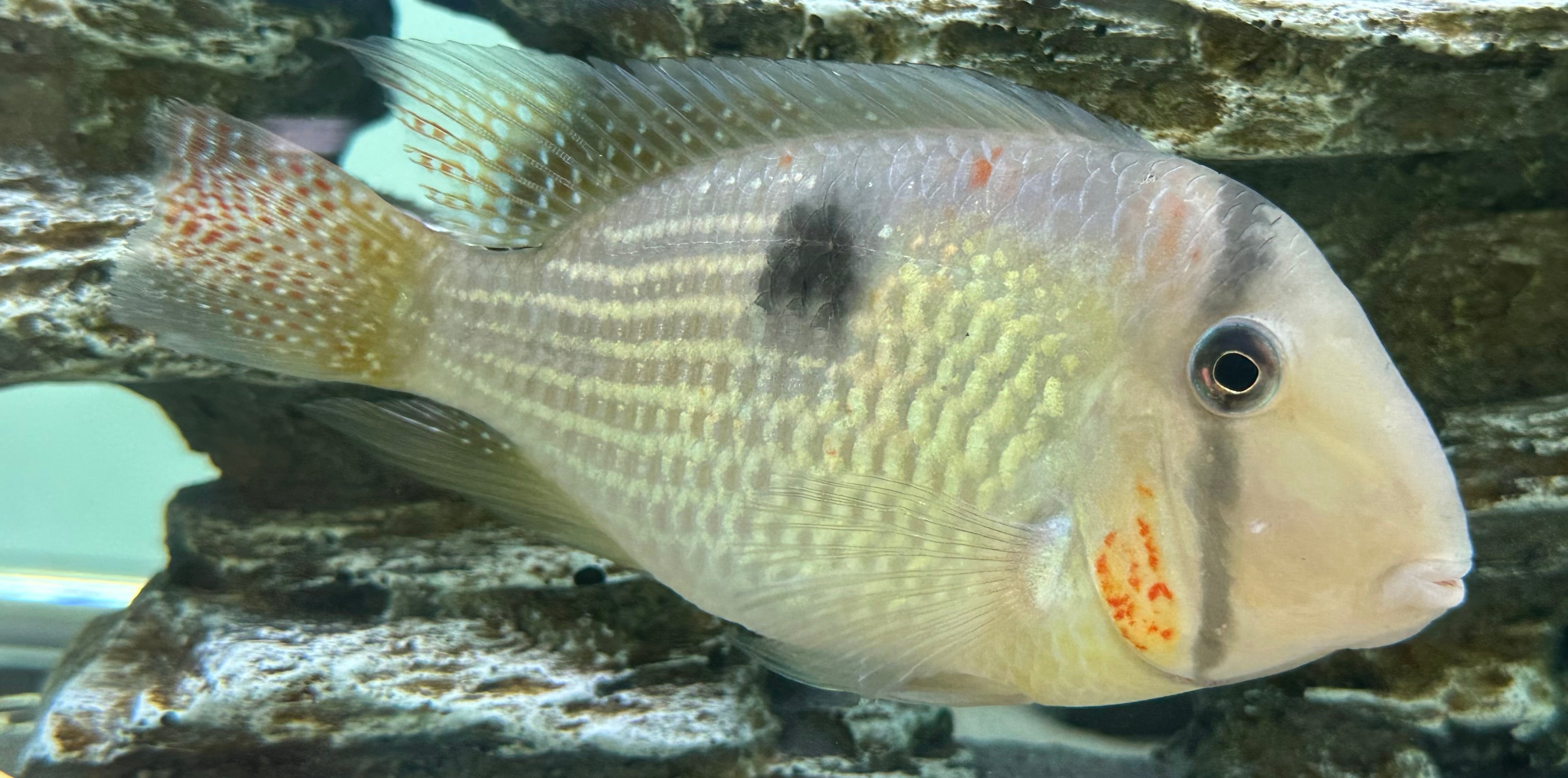 XL Red Cheek Bandit Cichlid (5.5-6”)
