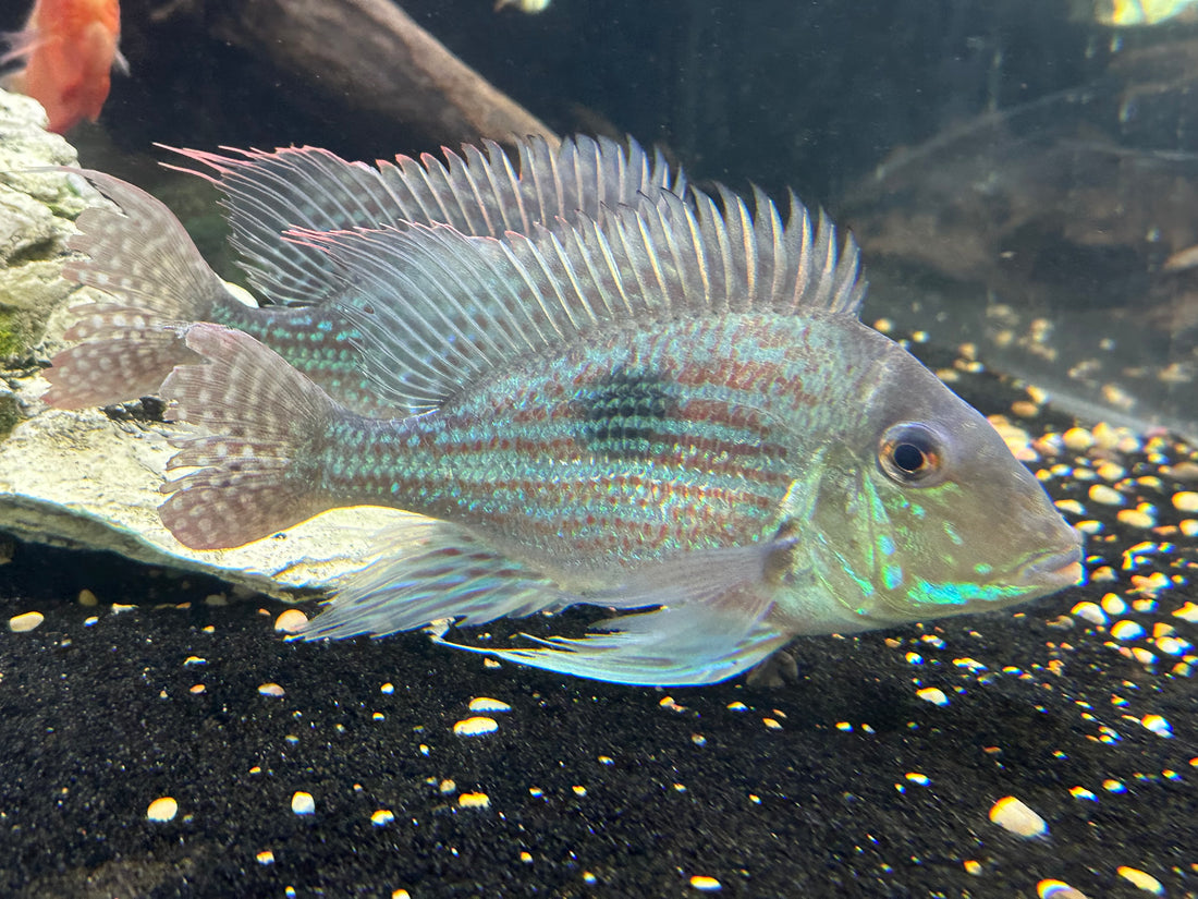 XL Sveni Geophagus (7”+)
