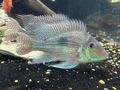 XL Sveni Geophagus (7”+)