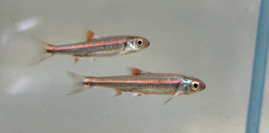 Rainbow Shiner (1.5”)