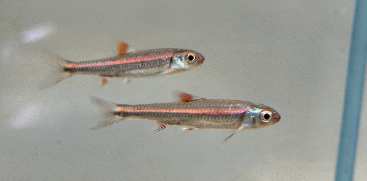 Rainbow Shiner (1.5”)