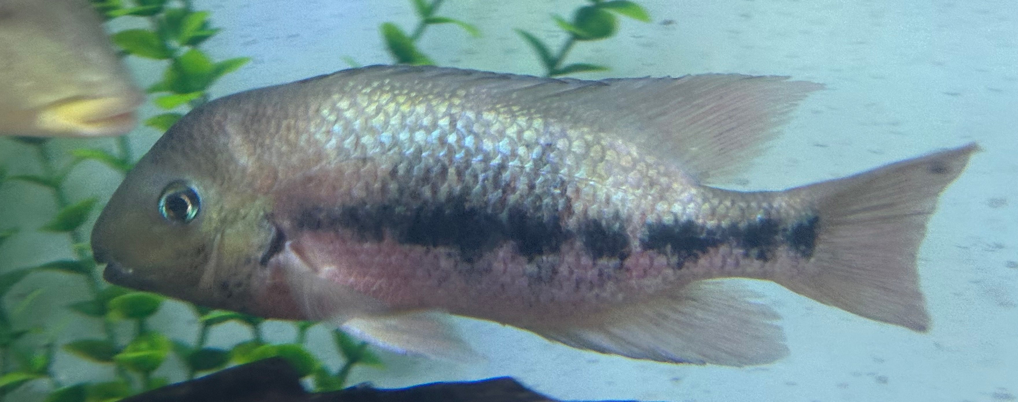 Paraneetroplus gibbiceps Cichlid (6-7”)