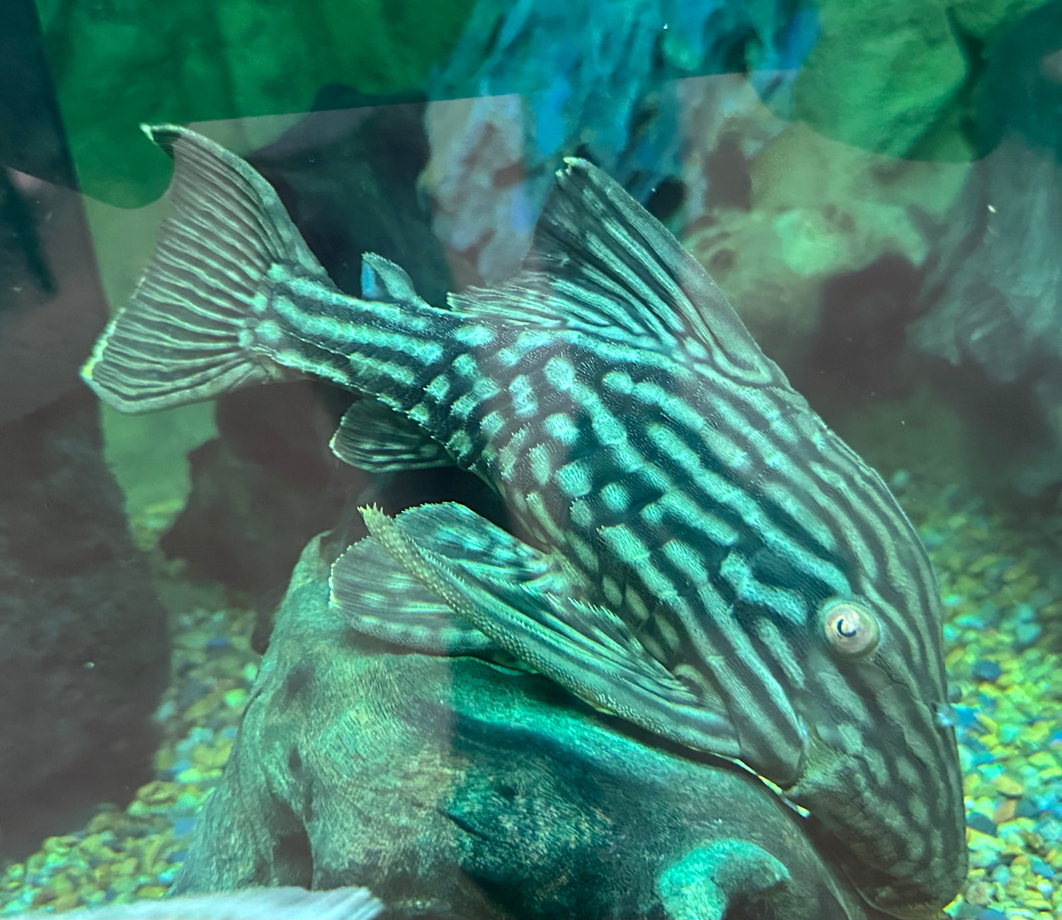 LARGE L330 1/2 Spotted Watermelon Pleco (8”)