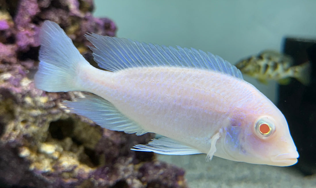 Albino Blue Dolphin Cichlid (4.5-5”)