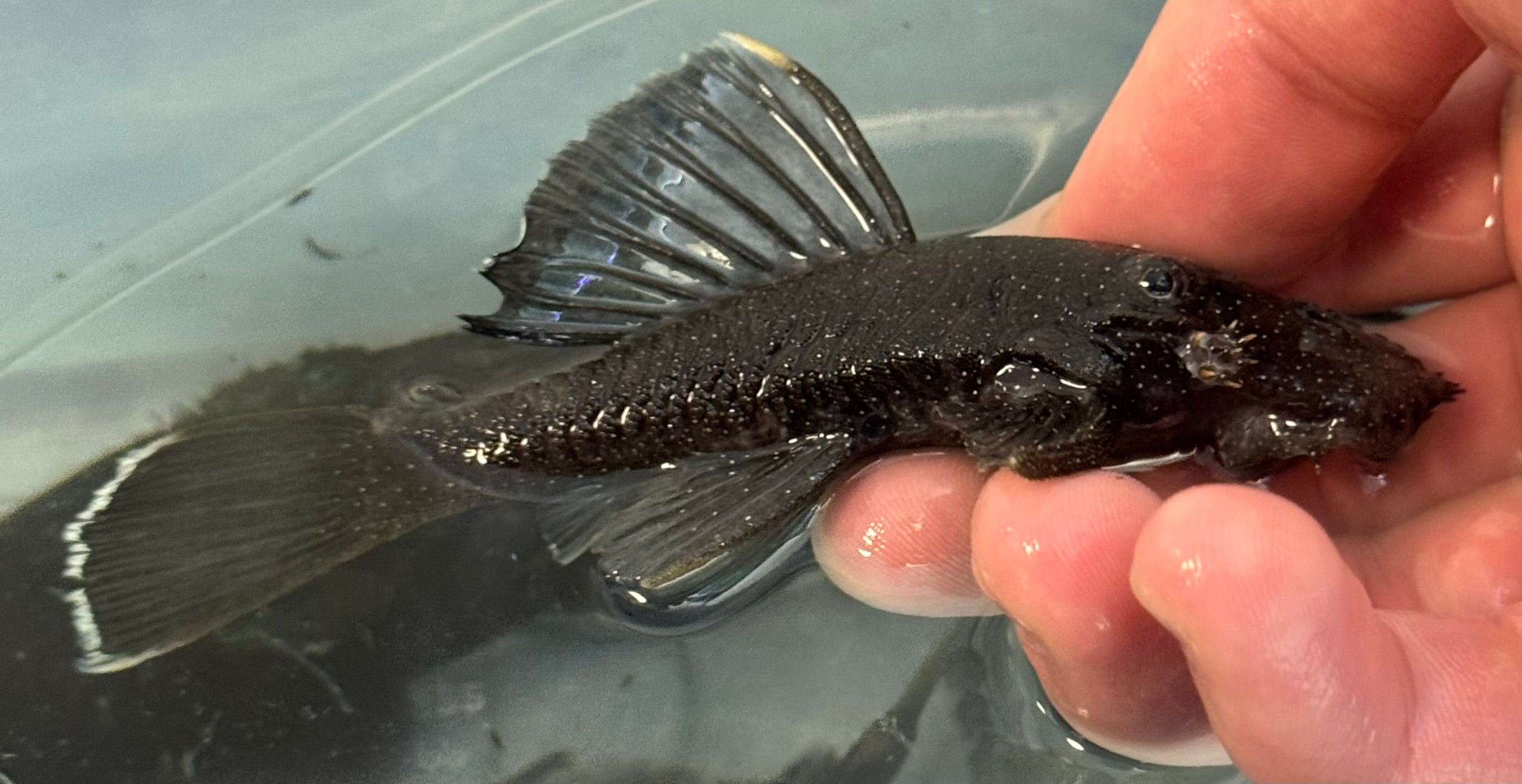 LARGE L183 Starlight Bristlenose Pleco (4-4.5”+)