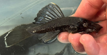 LARGE L183 Starlight Bristlenose Pleco (4-4.5”+)