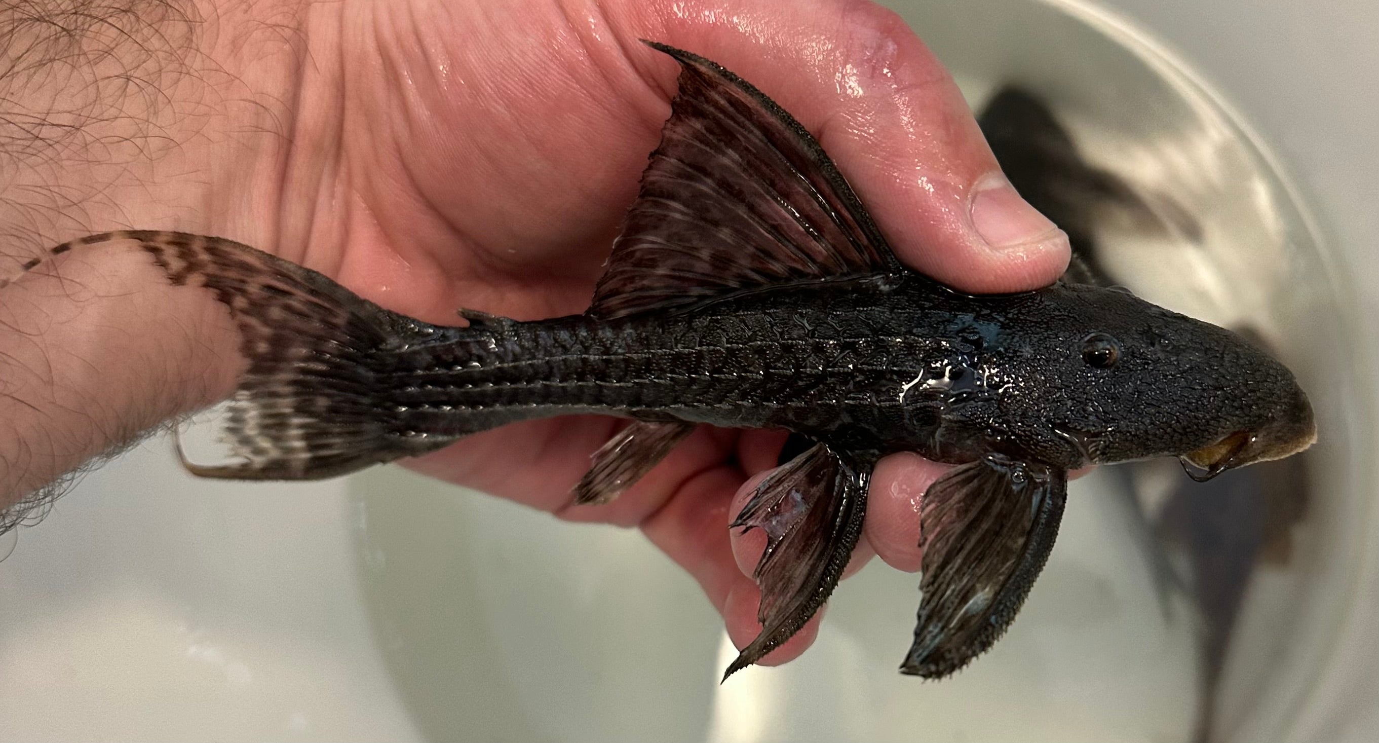 L186 “Pseudicanthicus major” Pleco (6”)