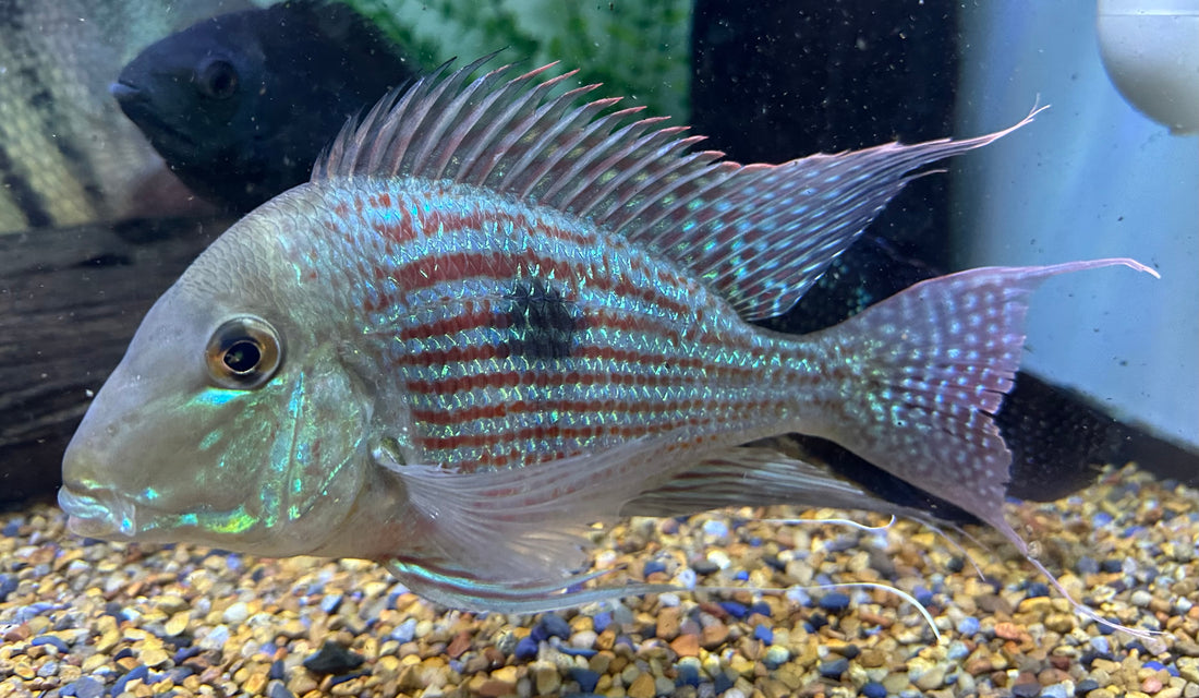 Jumbo Sveni Geophagus Cichlid (7.5-8”)