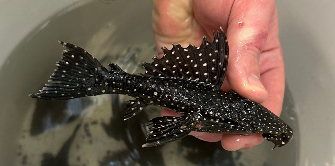 L240 Vampire Pleco (5”+)