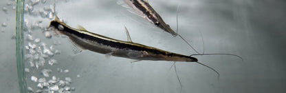 Lima Shovelnose Catfish (4.5-5”)