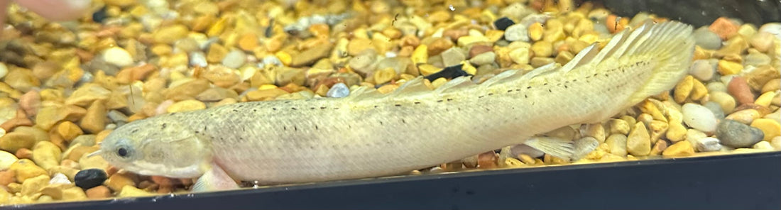 XL Marble Senegal Polypterus (6-7”)