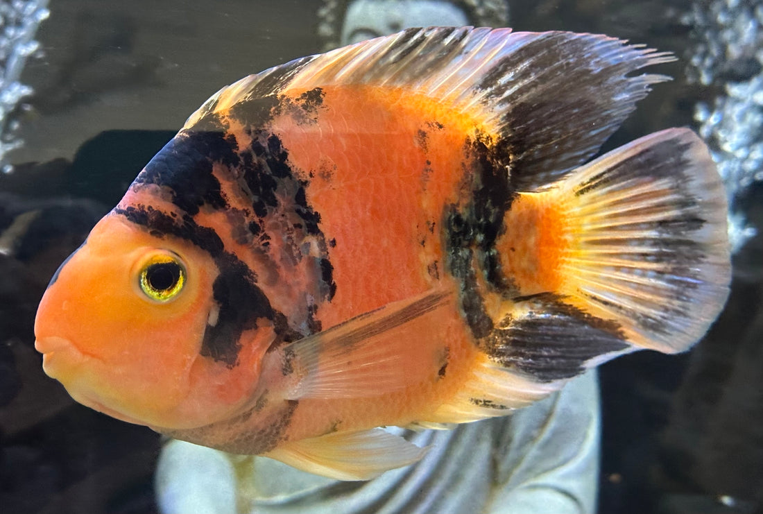 XL Red Tiger Parrot (7”)