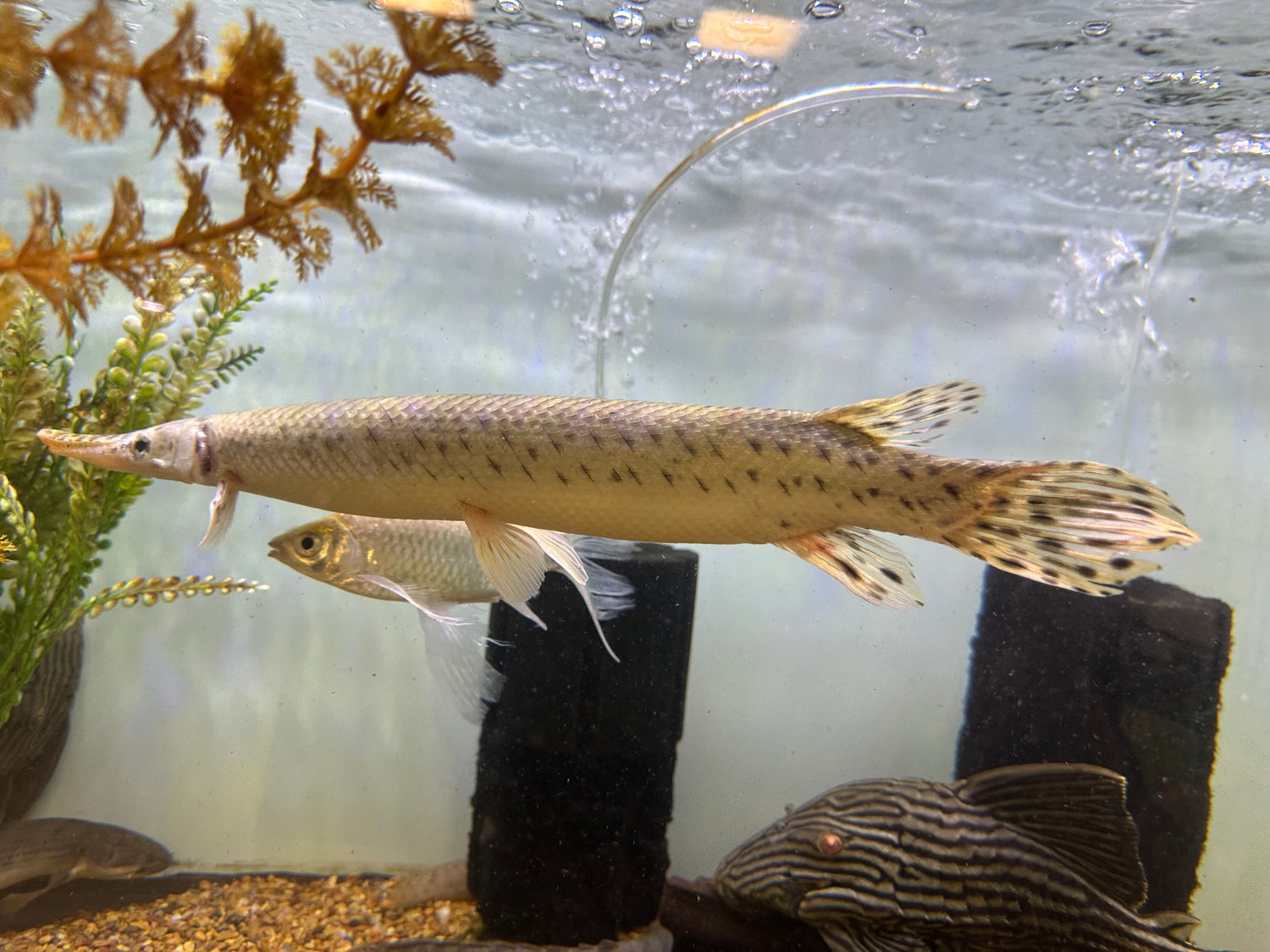 XL Florida Gar (13-14”)