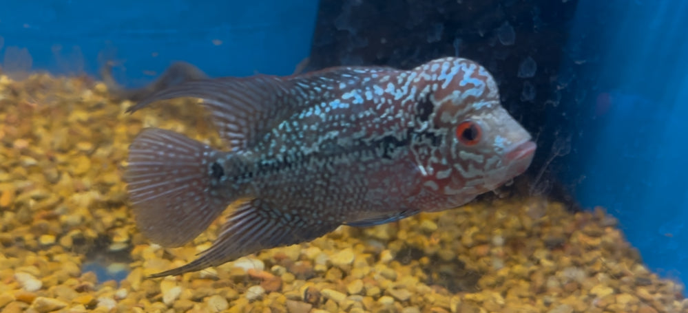 Kamfa x Red Dragon Flowerhorn (3.5”)
