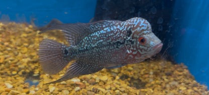 Kamfa x Red Dragon Flowerhorn (3.5”)