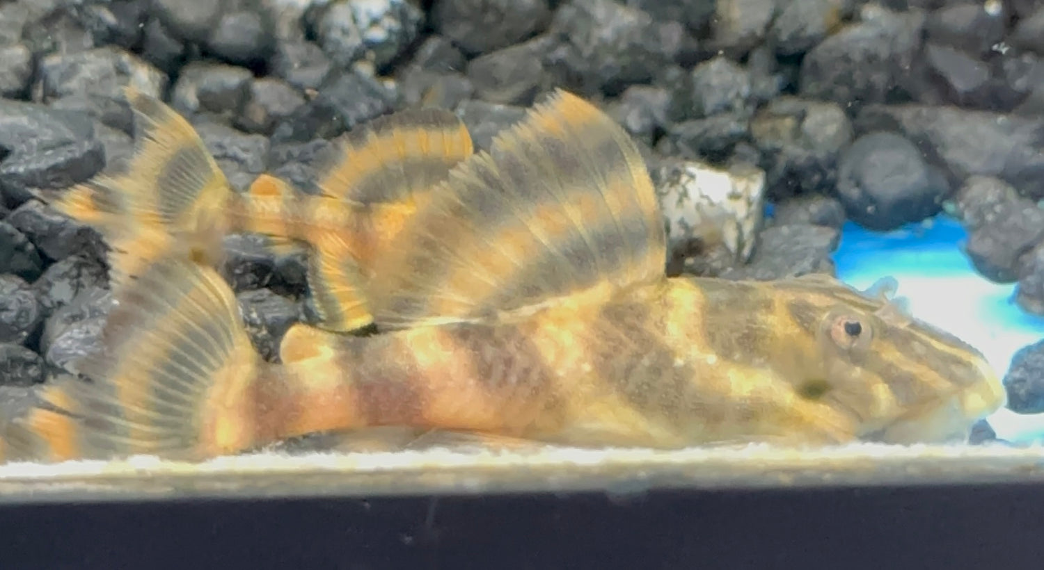 CB L398 Tankei Tiger Pleco (1.75-2”)
