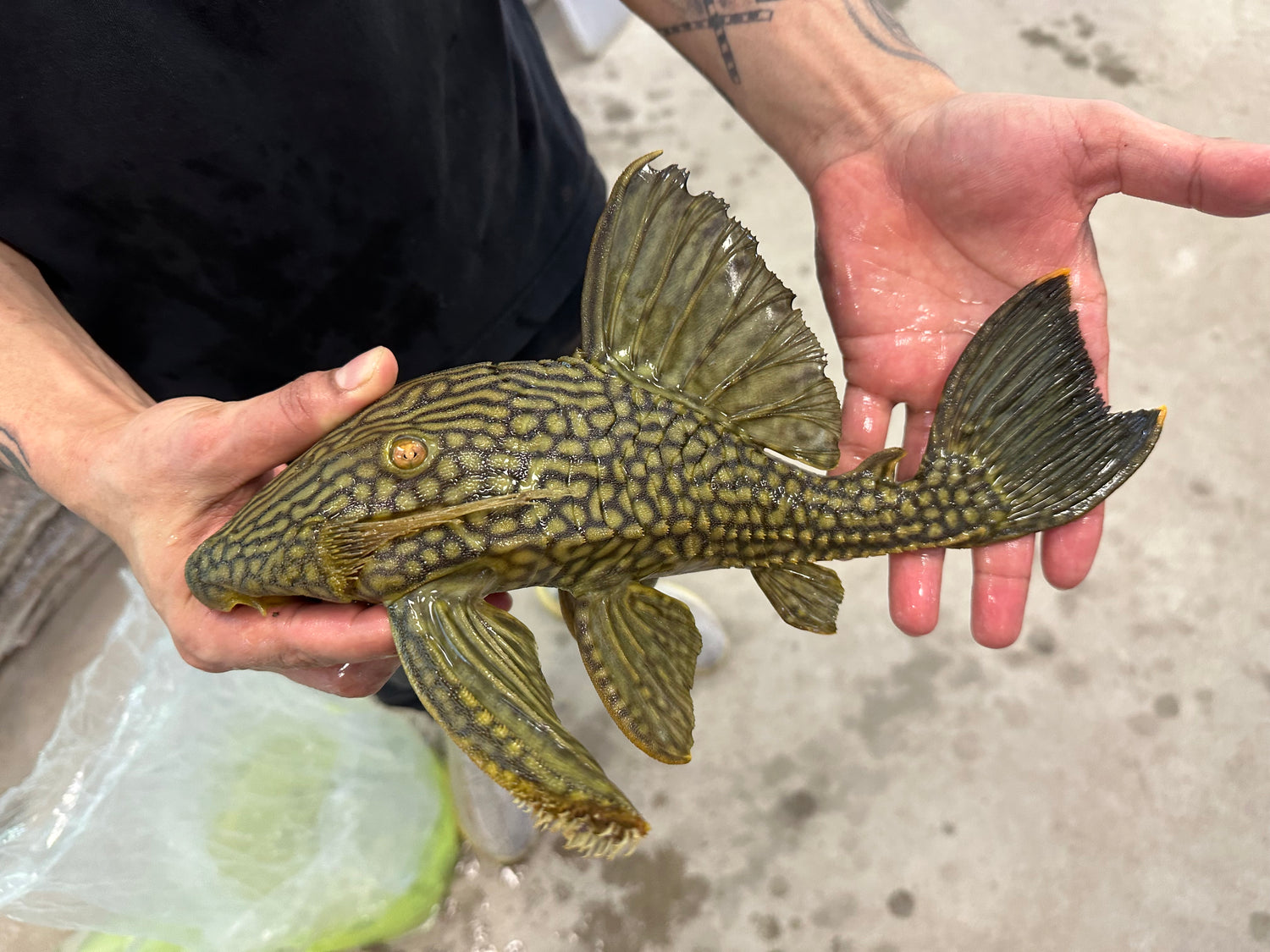 XL L330 Watermelon Pleco (14”)