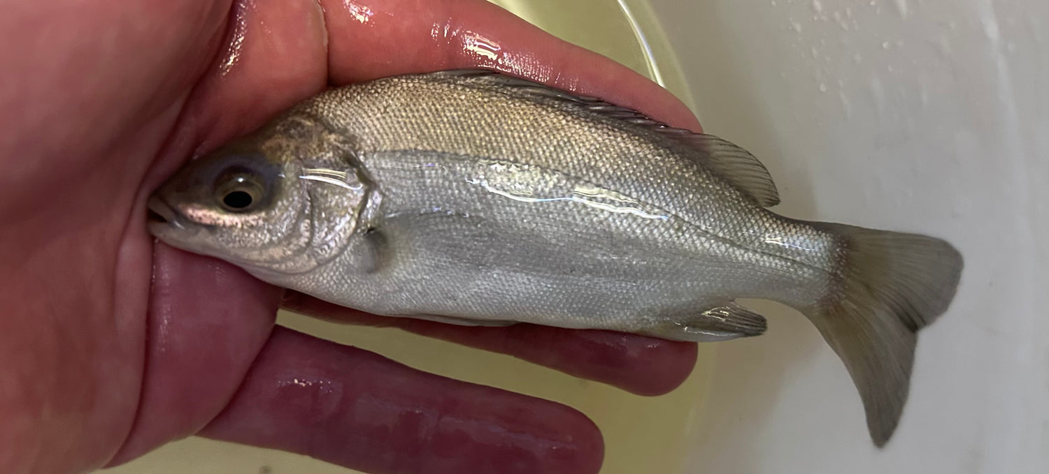 Jade Perch (4.5-5”)