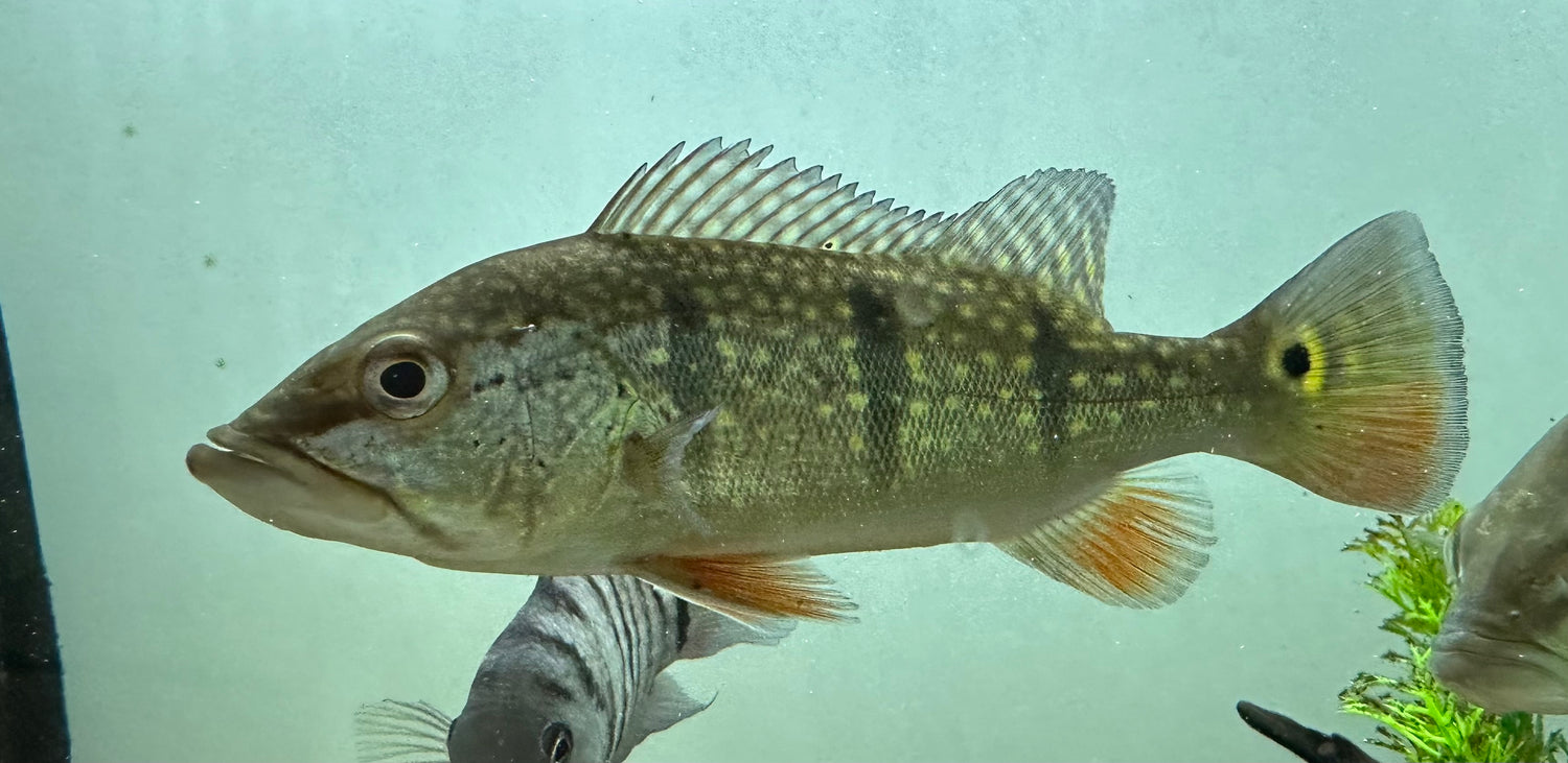 WC Temensis Peacock Bass (6-7”)