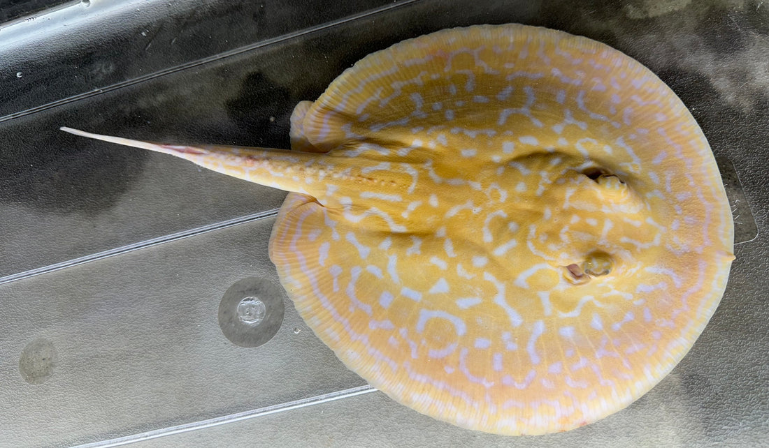 Albino “Red Lucy” Hybrid Stingray (Female 7–8”)