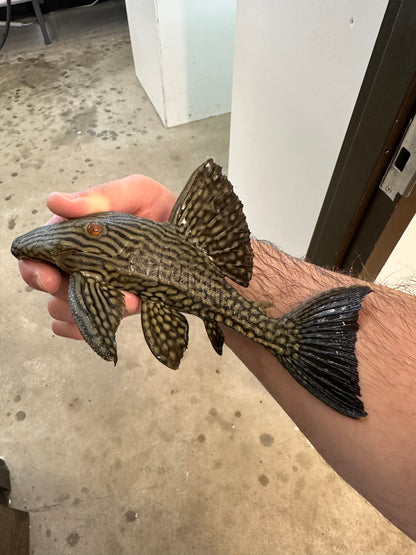 L330 1/2 Spotted Watermelon Royal Pleco (7-8”)