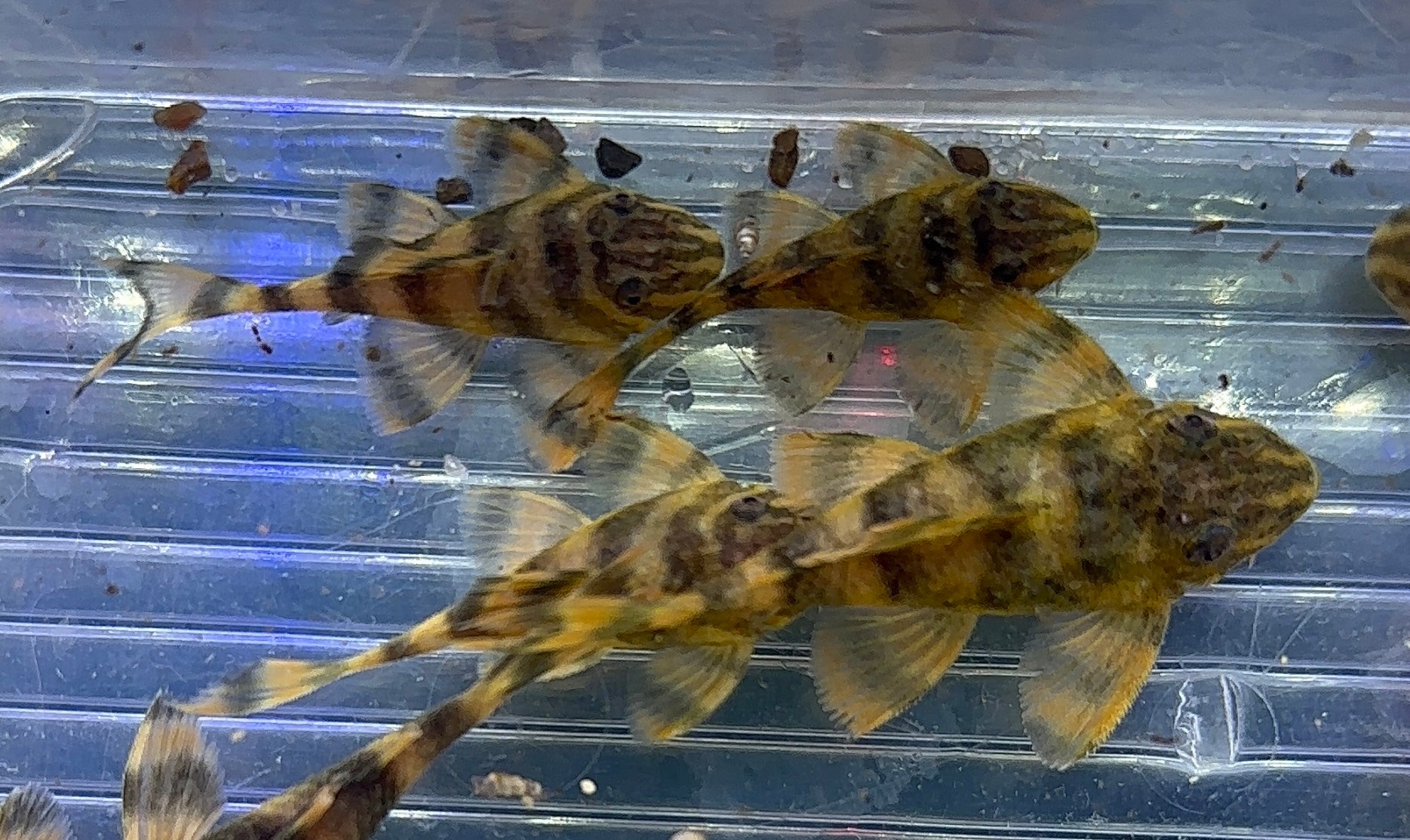 CB L398 Tankei Tiger Pleco (1.75-2”)
