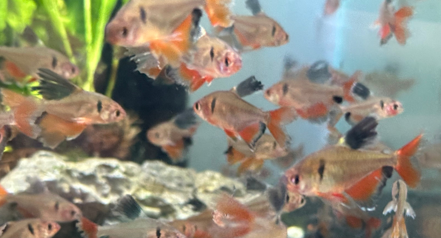 Longfin Serpae Tetra (1.25”)