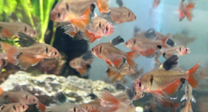 Longfin Serpae Tetra (1.25”)