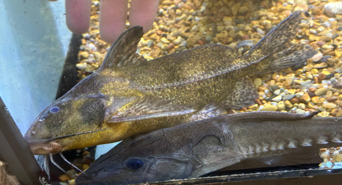 Rhinodoras Catfish (8”)