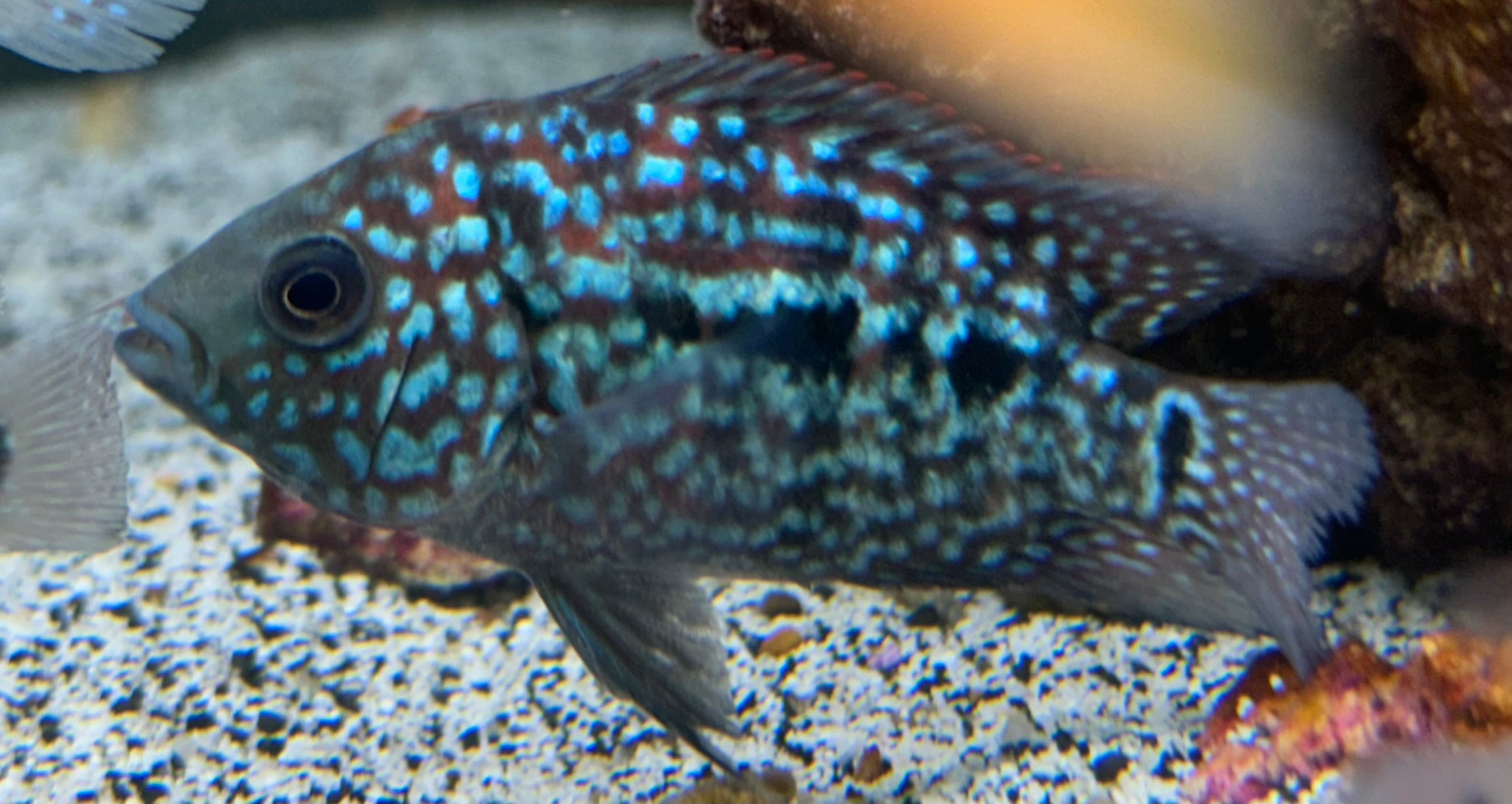 Red Texas Cichlid (2”)