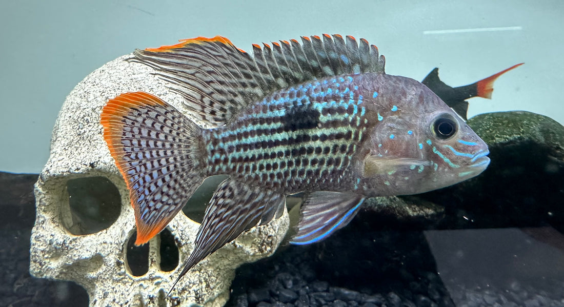 Green Terror Cichlid (4.5”+)