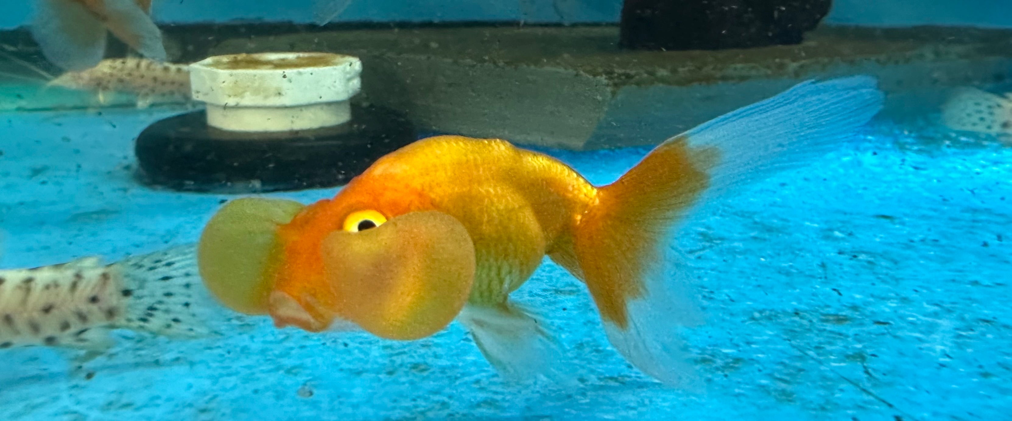 Bubble Eye Goldfish (2”)