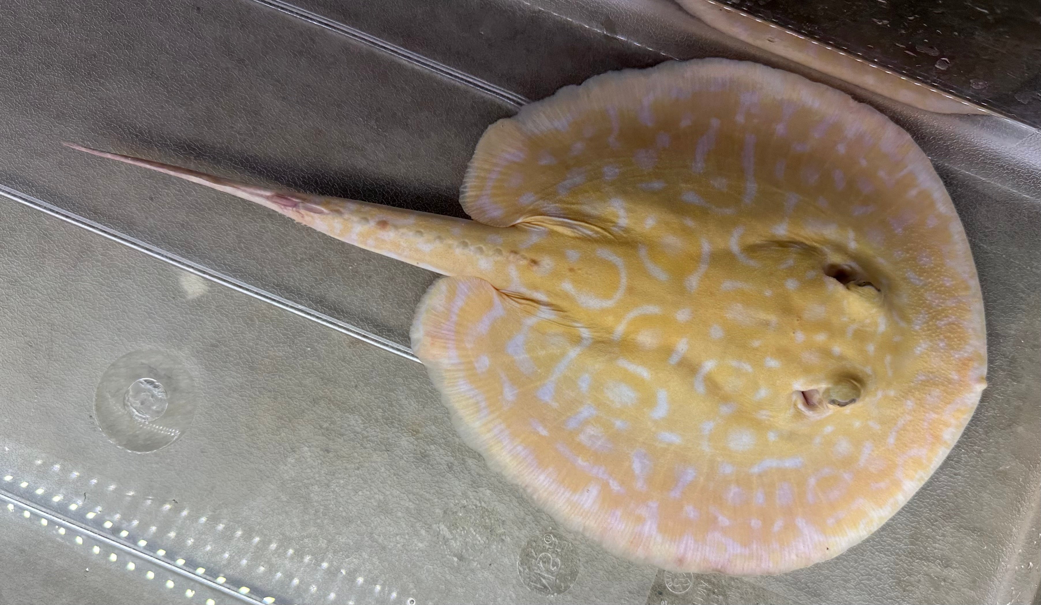 Albino “Red Lucy” Hybrid Stingray (Male 7”)